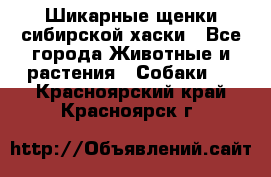 Шикарные щенки сибирской хаски - Все города Животные и растения » Собаки   . Красноярский край,Красноярск г.